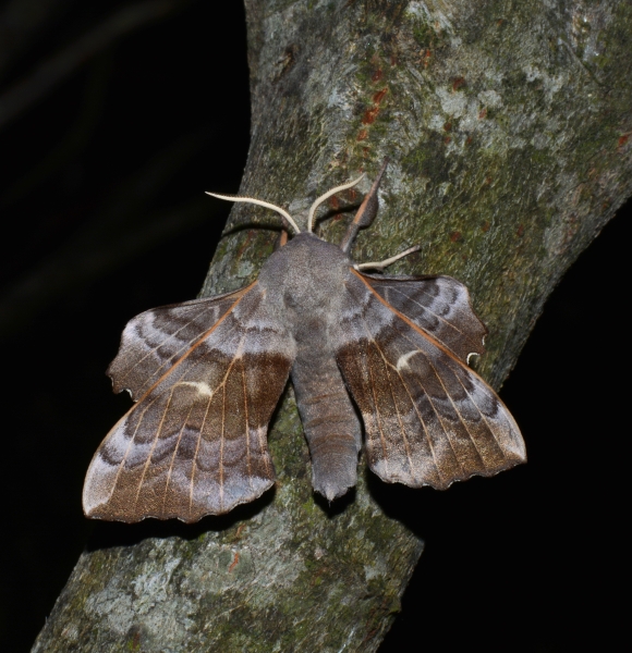 Sphingidae: Laothoe populi